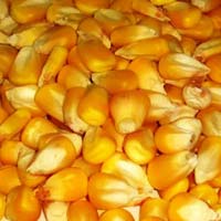 Corn Seeds