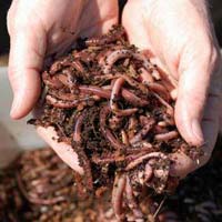 Vermiculture