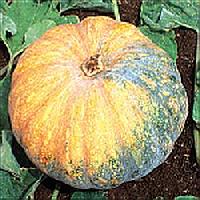 Hybrid Pumpkin