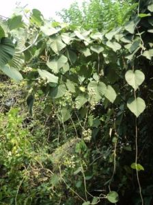 Argyreia Nervosa Plant