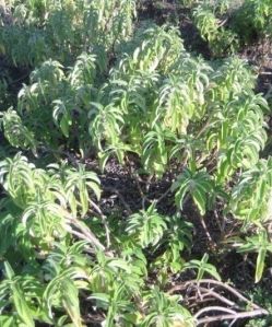 Bryophyllum Pinnatum Plant