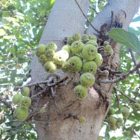Ficus Glomerata