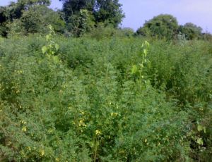 Indigofera Tinctoria Plant