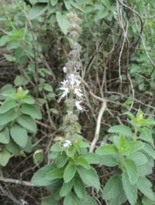 Ocimum Americanum Plant