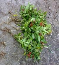 Rauvolfia Serpentina Plant