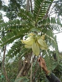Sesbania Grandiflora Plant