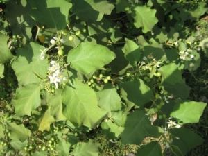 Solanum Melongena Plant