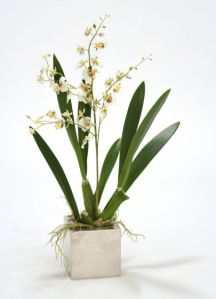 9812B-# - White Oncidium Orchid Bouquet