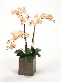 cream-pink phalaenopsis orchids flower