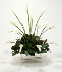 Cream White Calla Lilies flower