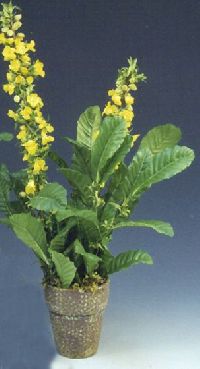 DDA-702A-# - Yellow Lythrum Bush in Brown and Yellow Speckled Pot (Pac