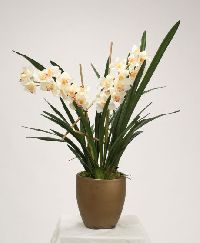 White Cymbidium Orchids flower