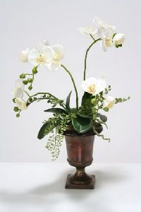 White Phalenopsis Orchid Plant