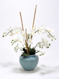 White Phaleonopsis Orchids