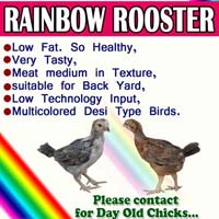 Indbro Rainbow Rooster