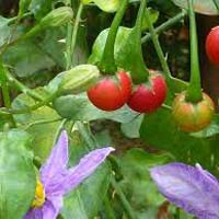 Solanum Trilobatum
