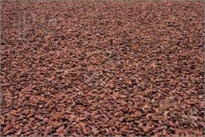 cocoa beans cocoa beans