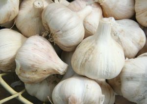 Garlic,  Application : Snacks, Fast Food, Cooking