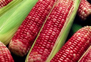 maize corn