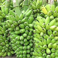 fresh green banana