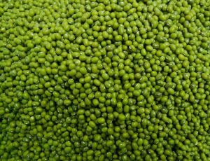 Green Mung Bean,  Feature : Gluten Free, High In Protein