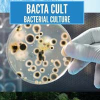 bacterial culture