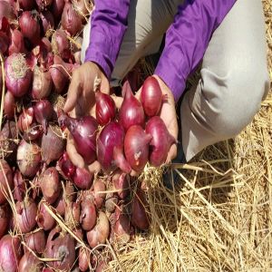 red onion