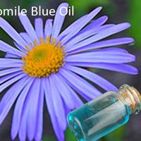 Chamomile Blue Oil