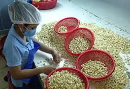 Whole Cashew Nuts Kernel Whole Cashew Nuts Kernel