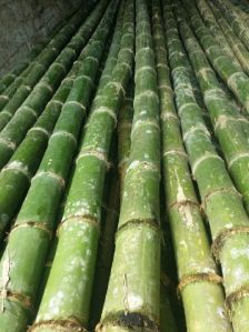 bamboo poles