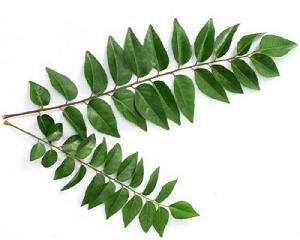 Fresh Curry Leaves