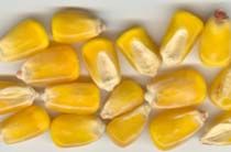 Yellow Corn Seeds,  Packaging Type : Bags