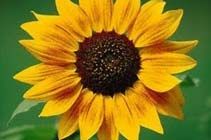 sunflower oil,  Packaging Size : 1 L