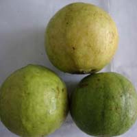 Fresh Allahabad Safeda Guava
