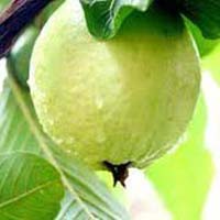 Fresh Harijha Guava