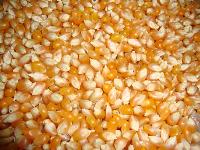 Raw Corn Grains
