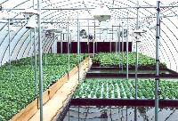 hydroponic growing systems