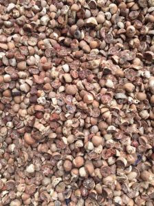 betel nuts,  Condition : Solid, Good