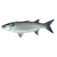 Grey Mullet Fish