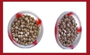 115 Sirsi Betel Nuts