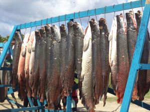 Seafood Fish Seafood Fish