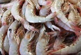 Shrimps Shrimps