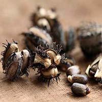 Castor Seed Shells