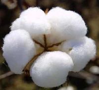 raw cotton