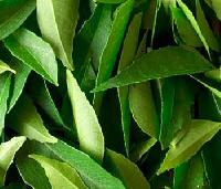 curry leaves