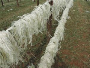 Ug Grade Sisal Fibers For Sale
