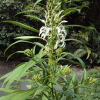 Lobelia Nicotianifolia Flower