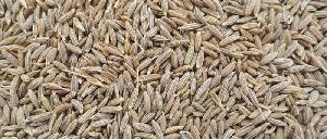 cumin seeds