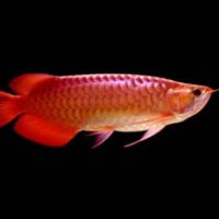 Asian Red Arowana Fish