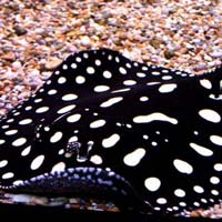 Black Diamond Stingray Fish
